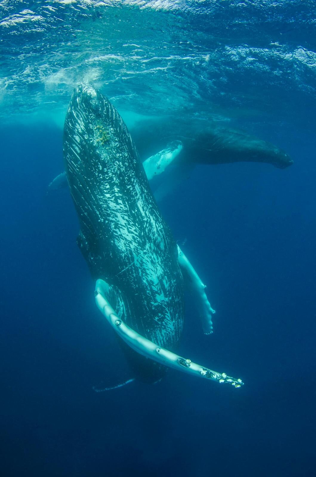 Ocean Giants