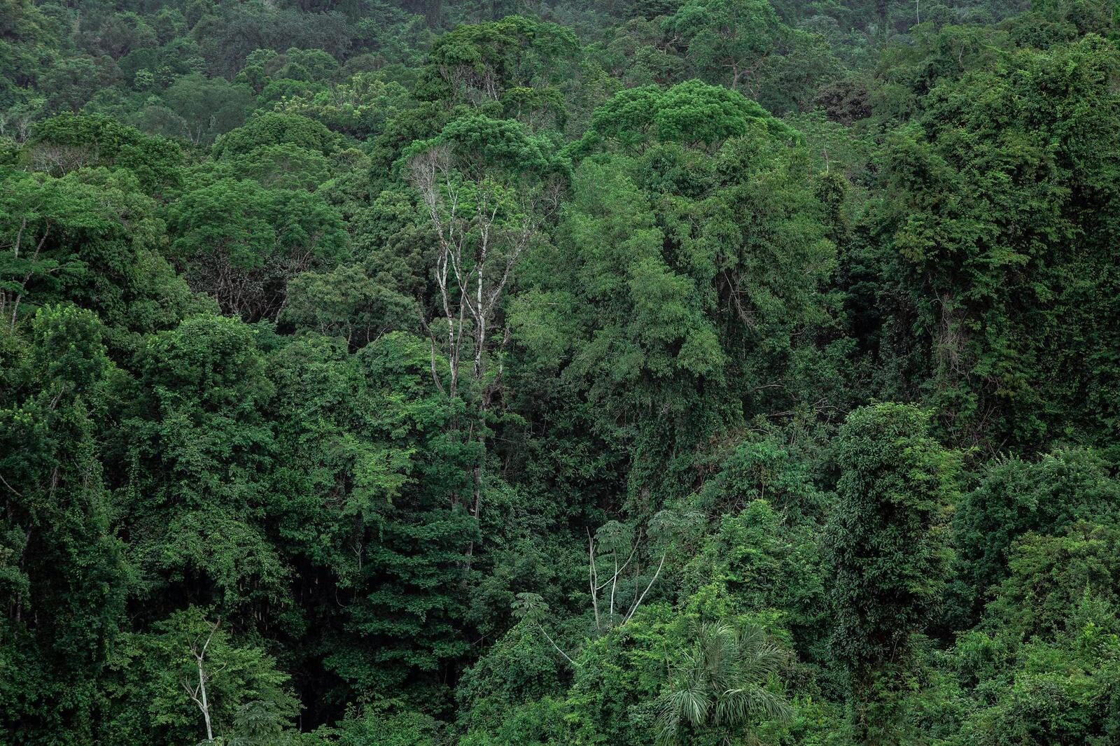 Tropical Rainforest
