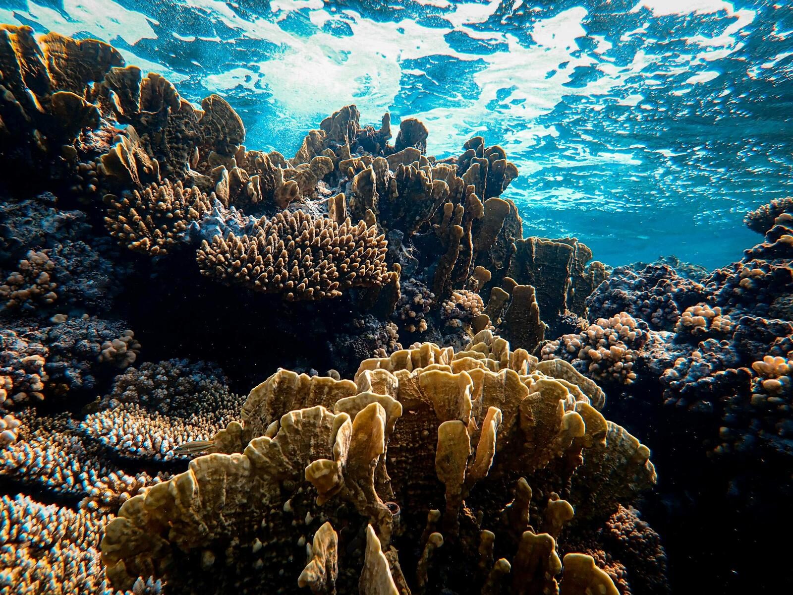 Underwater Reef